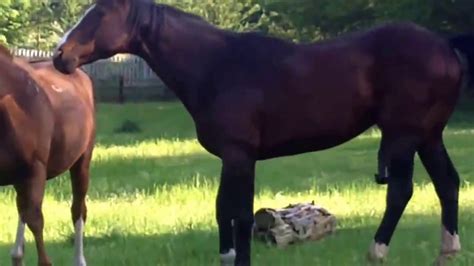 horse mating|Stallion covering (mating) a mare. (Just a quickie!)